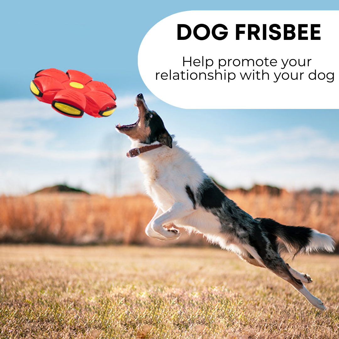 Pawrlo™ Dog Frisbee